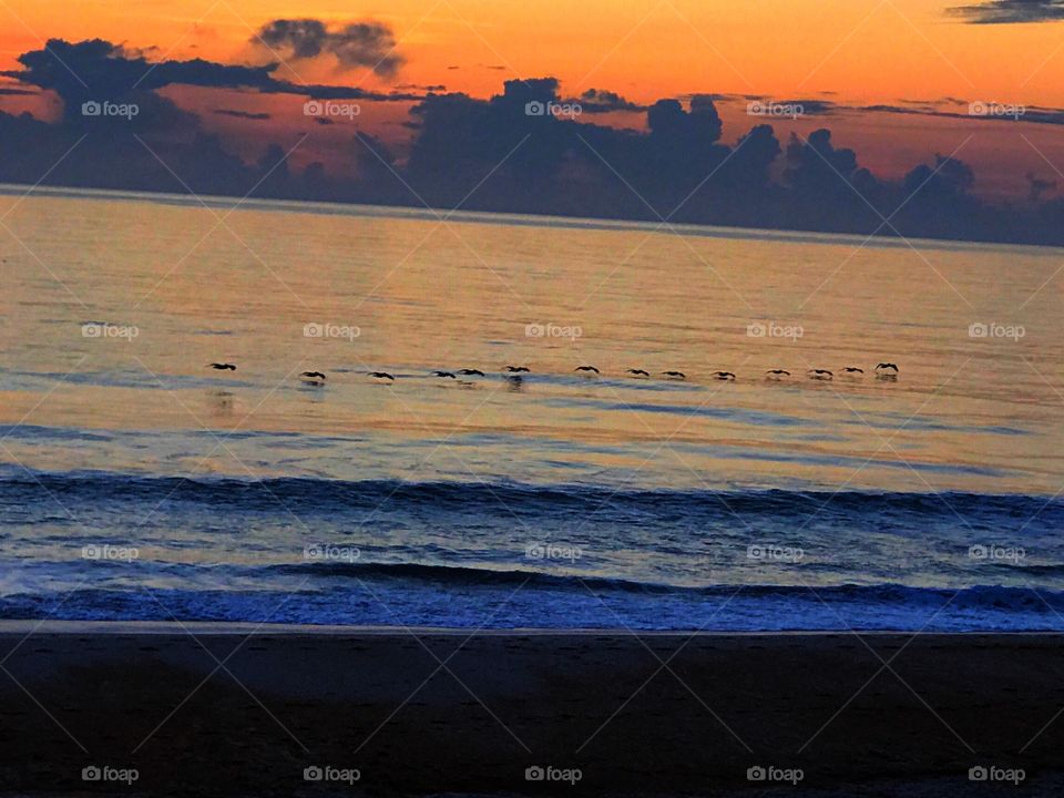 Pelicans take flight