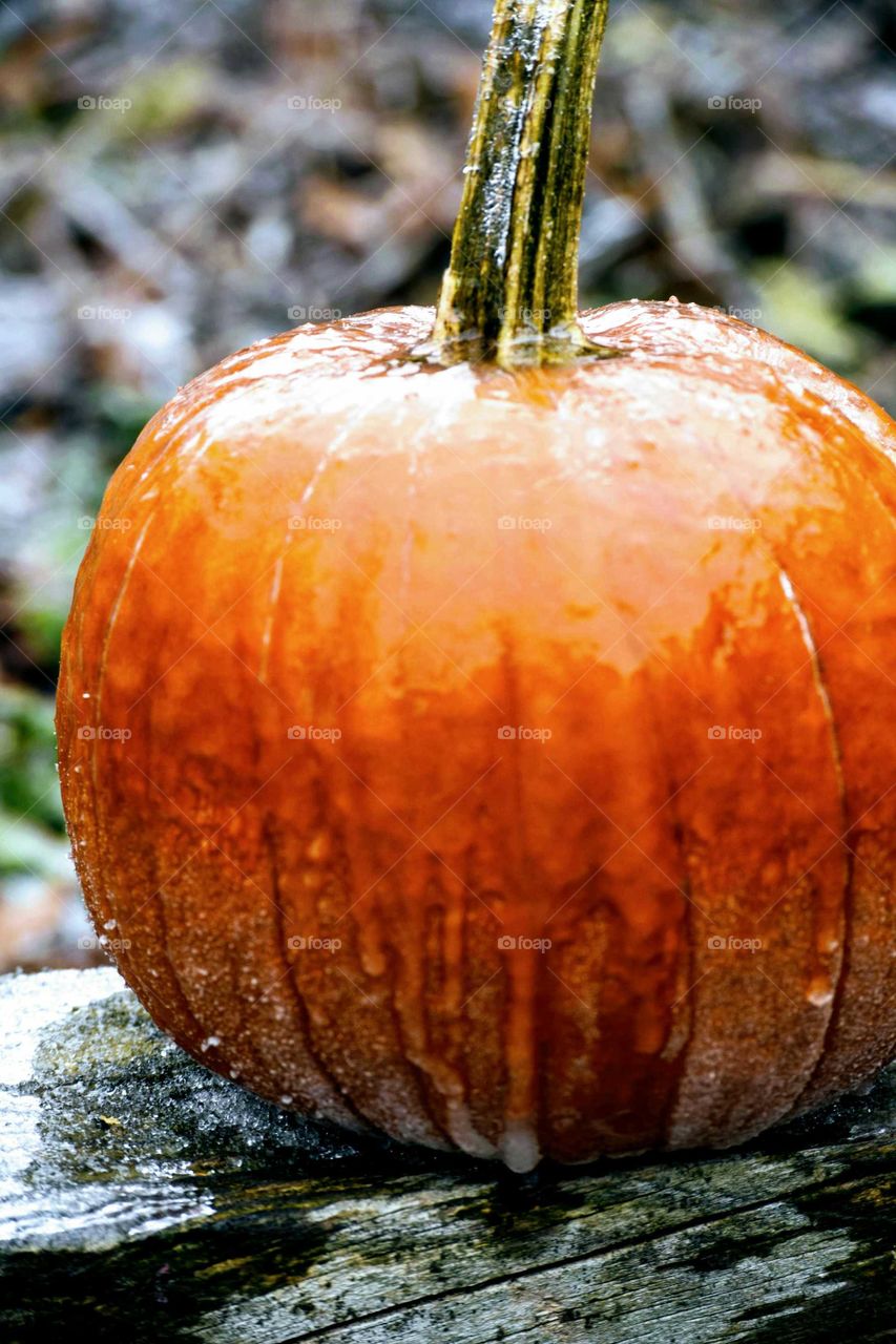 Close-up of frozen pumpkin