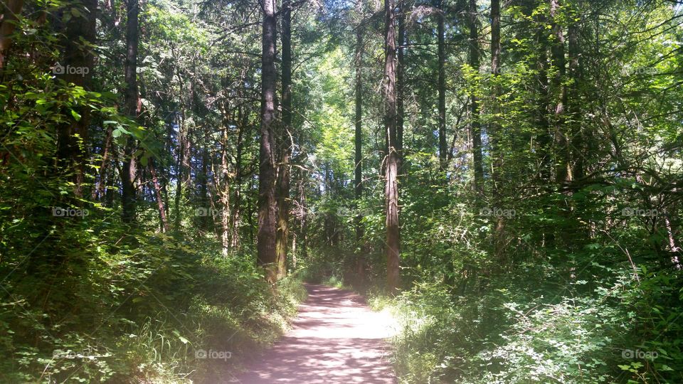 sunlight illuminating the path ahead through tall trees and dense green foliage in an Oregon nature park