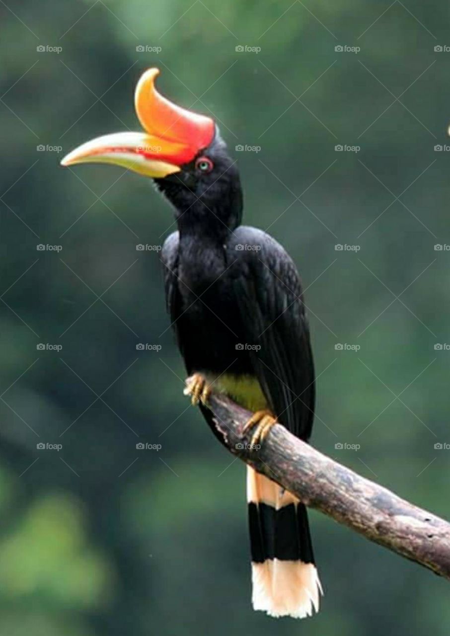 native hornbill borneo