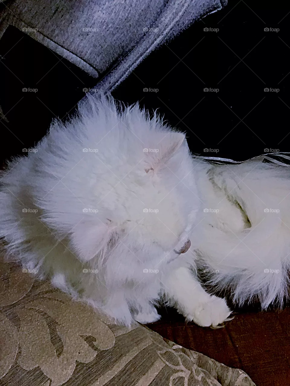 Cute cat