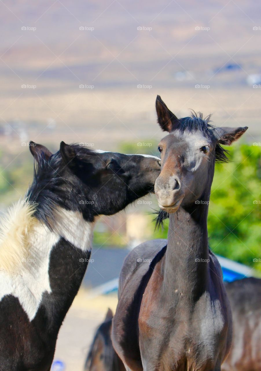 Two wild American mustang colts interacting 