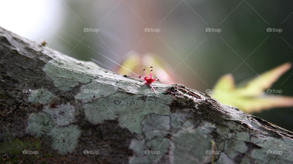 spent flower caught in web on tree.