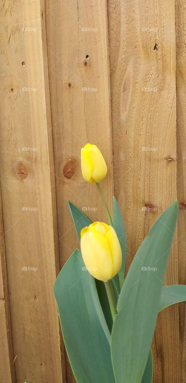 Fantastic yellow tulips in my backyard garden