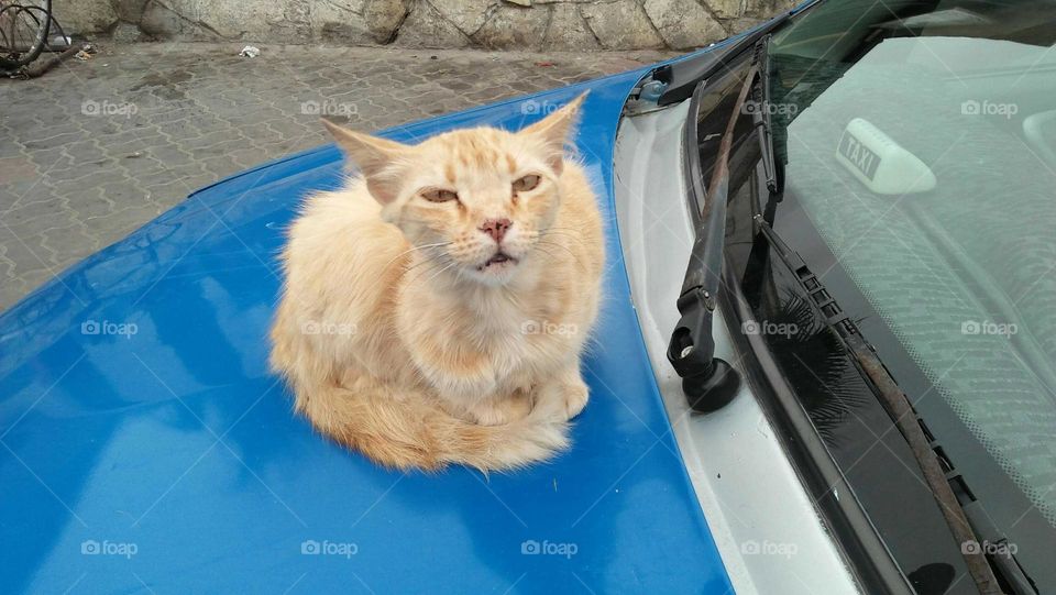 Beautiful cat looking at camera.