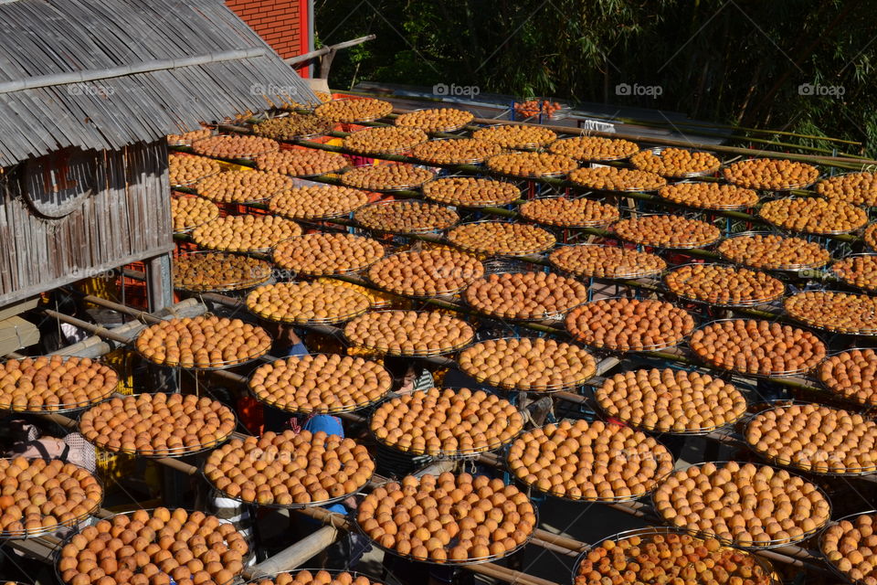 Persimmons being dried under the sun and winds brought by the Northeast monsoon season in Hsinchu, Taiwan. 