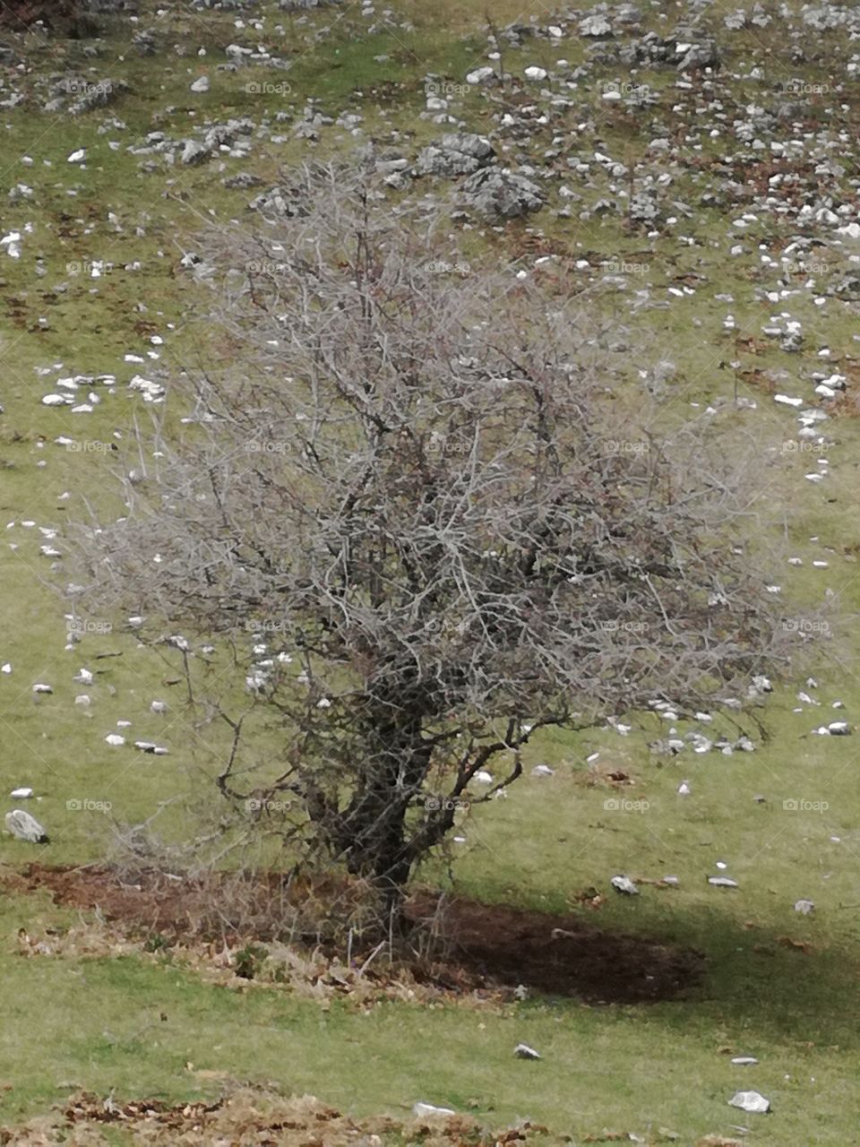 A tree before spring, on the mountain