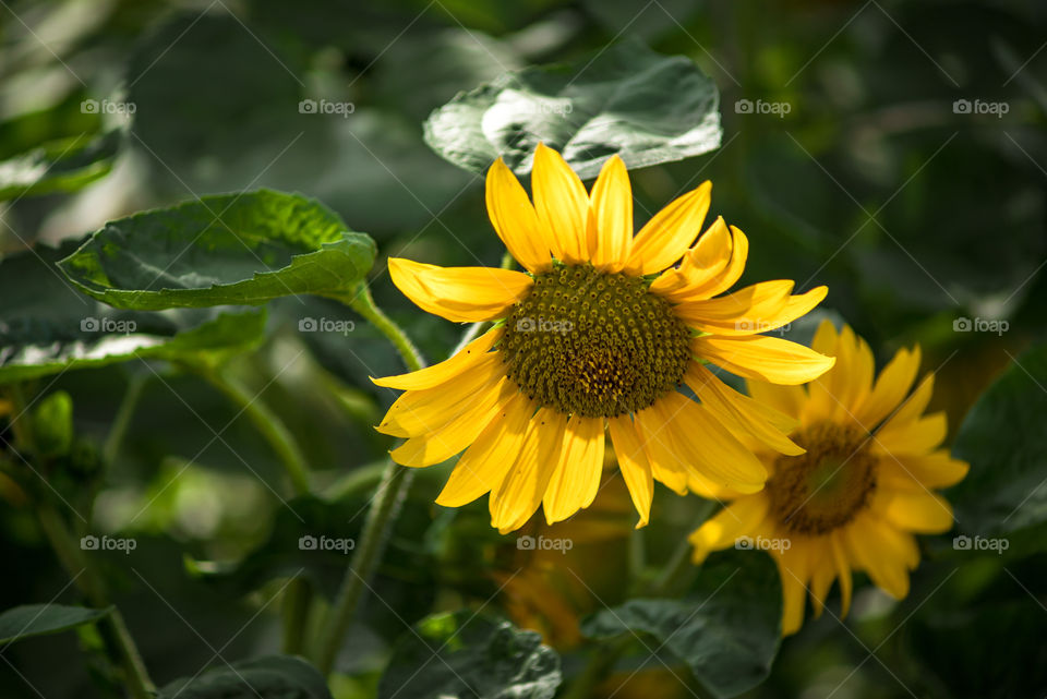 sunflowers bees and bumblebees