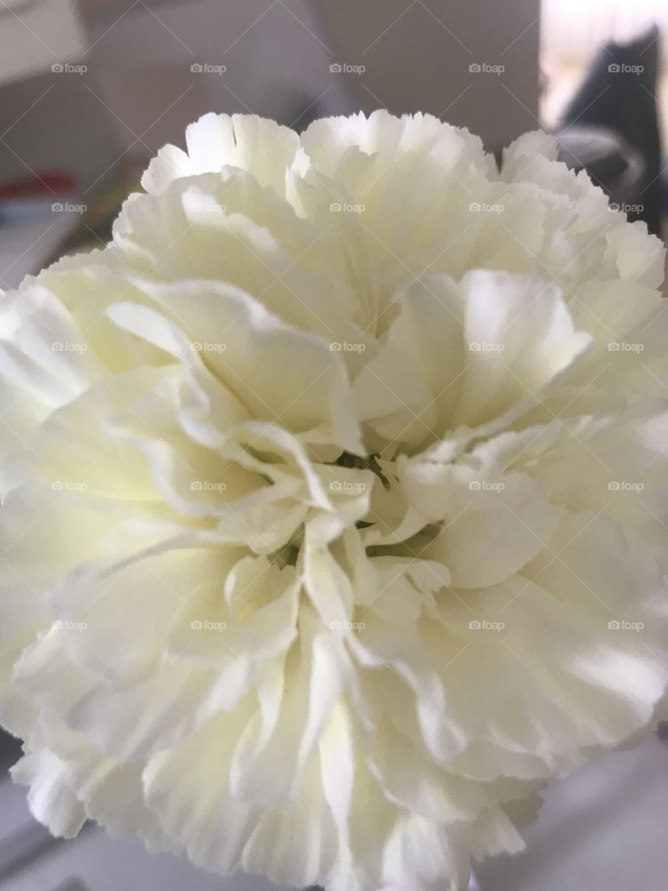 The beautiful petals of a carnation 