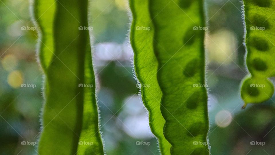 green circle of shadows