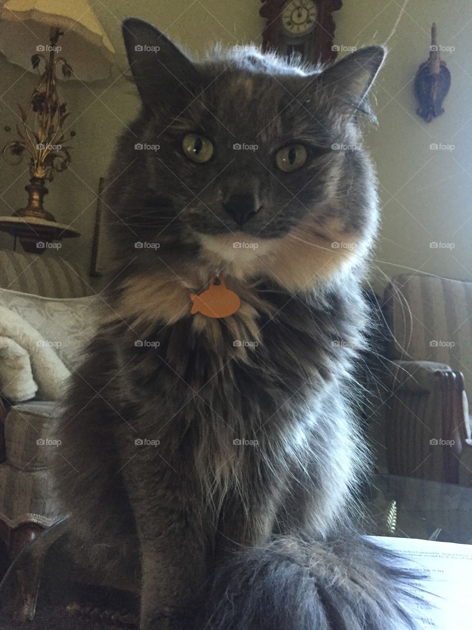 Cat, Pet, Cute, Domestic, Mammal