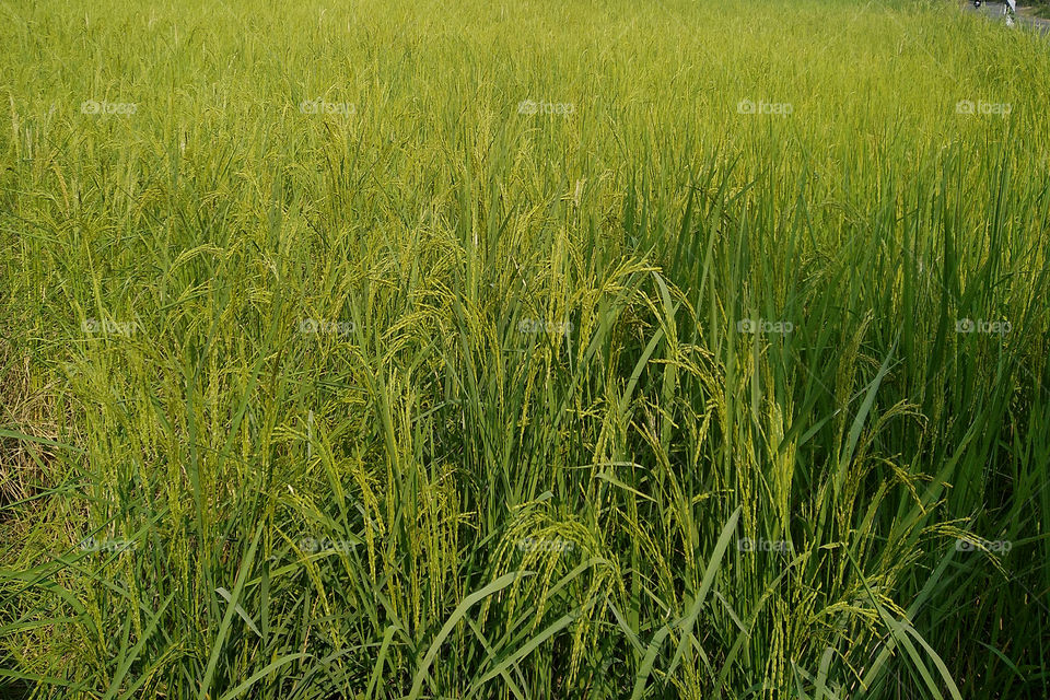 Rice Farming (Agriculture Field)