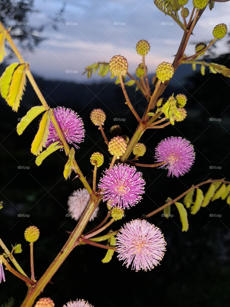 Mimosa pigra, commonly known as the giant sensitive tree, is a species of plant of the genus Mimosa, in the family Fabaceae.