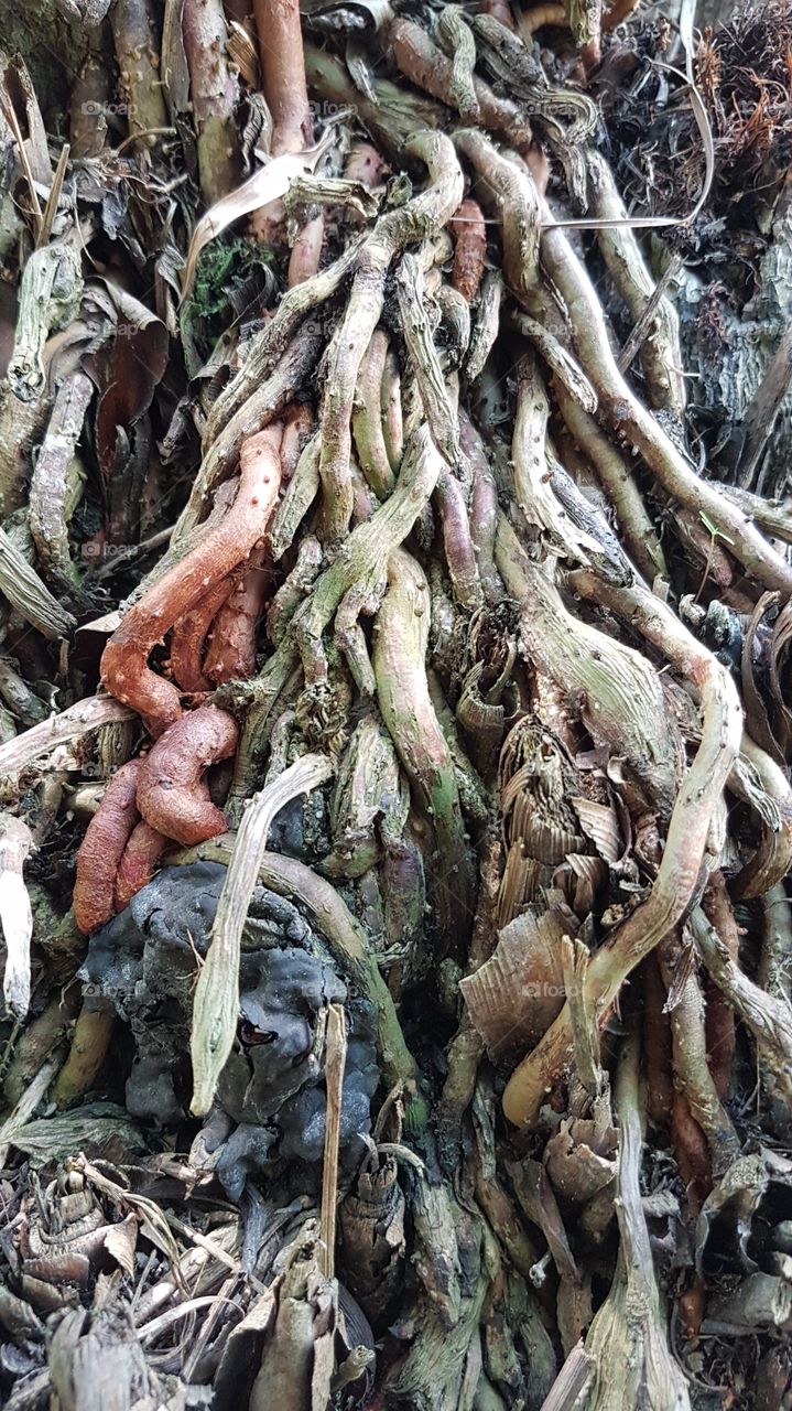 Palm tree roots textures