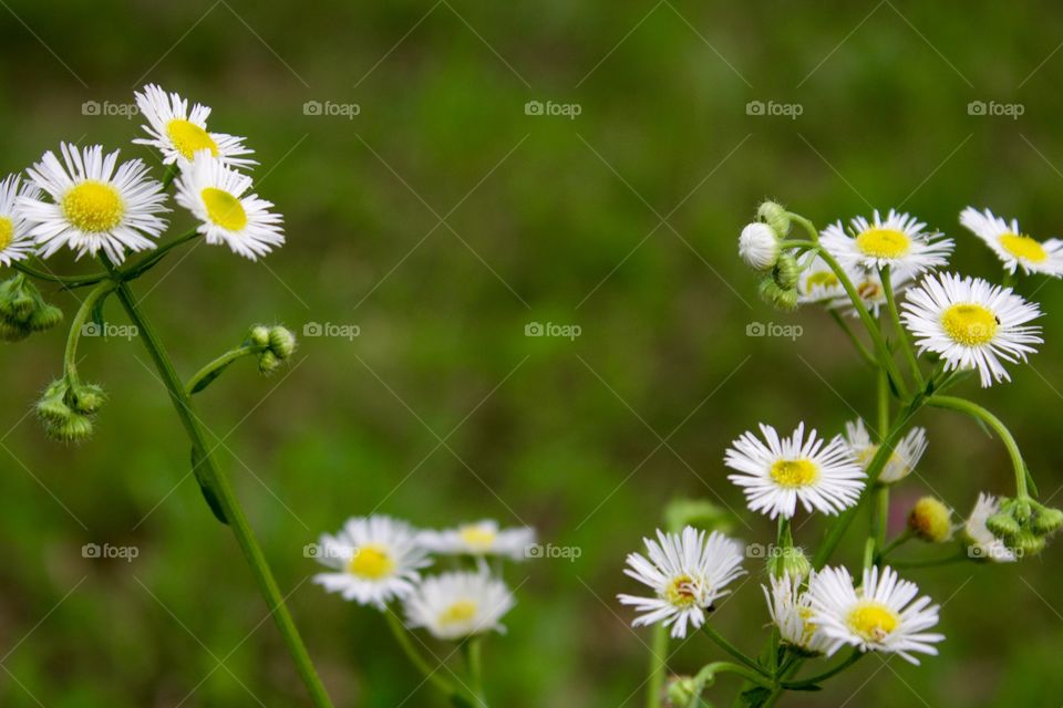 Prairie Fleabane 