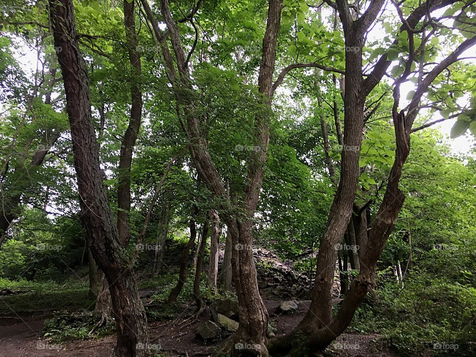 Forest around Jim Thorpe