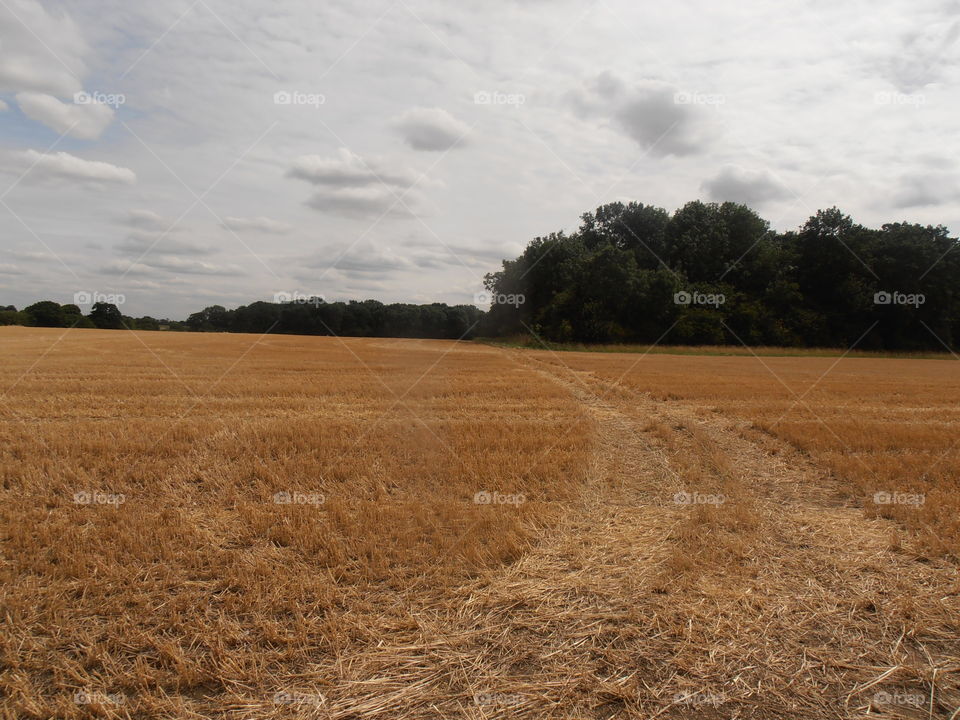 Wheat Field