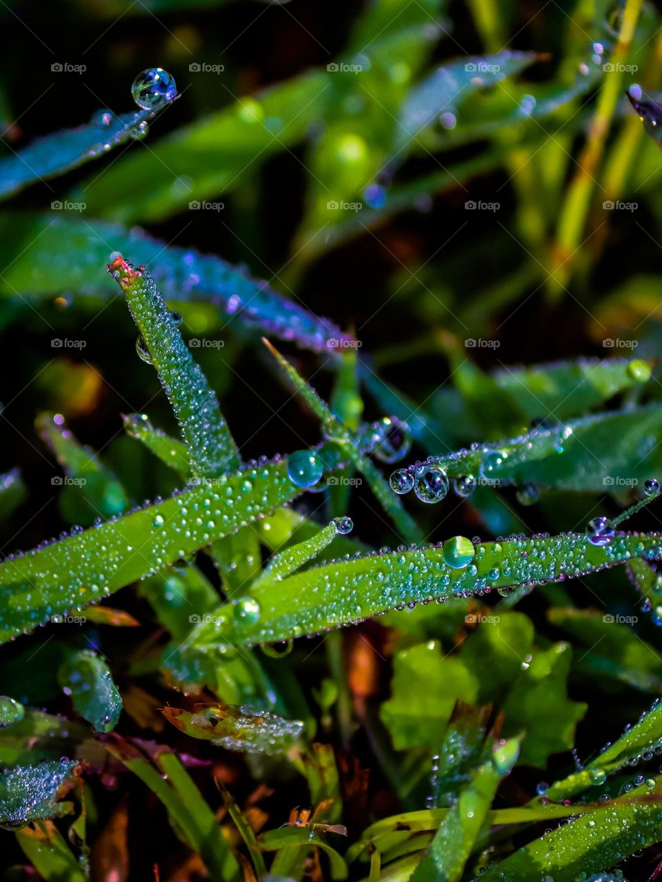 Close up view of dew drops on top of the grass early in the morning