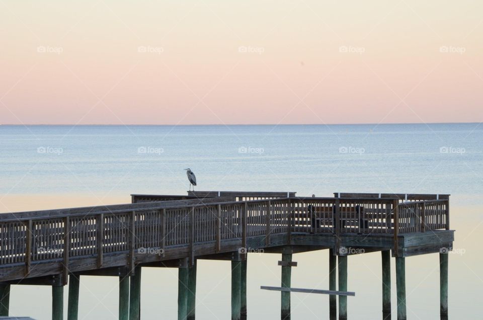 Bird on a pier
