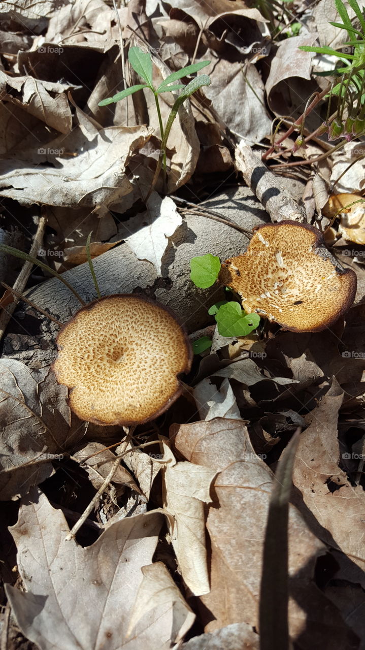 wild mushroom