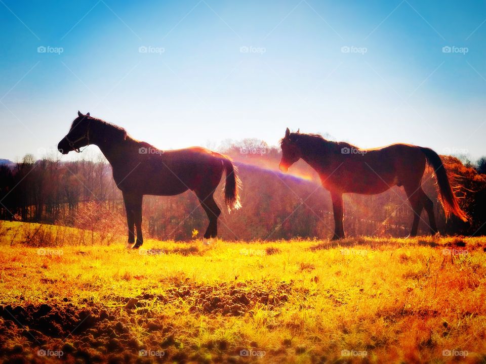 Horses in Light