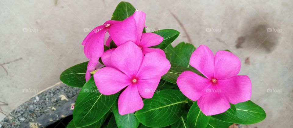 pink vinca plants with flowers.
