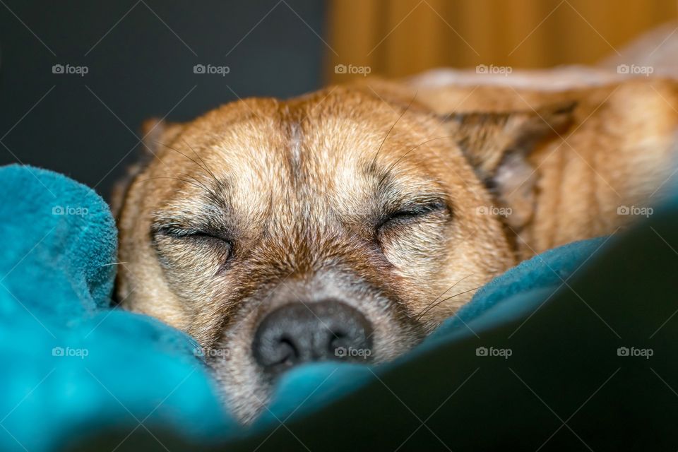 Nap time after a bath...