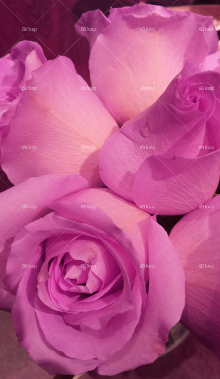 "Pink Rose"
