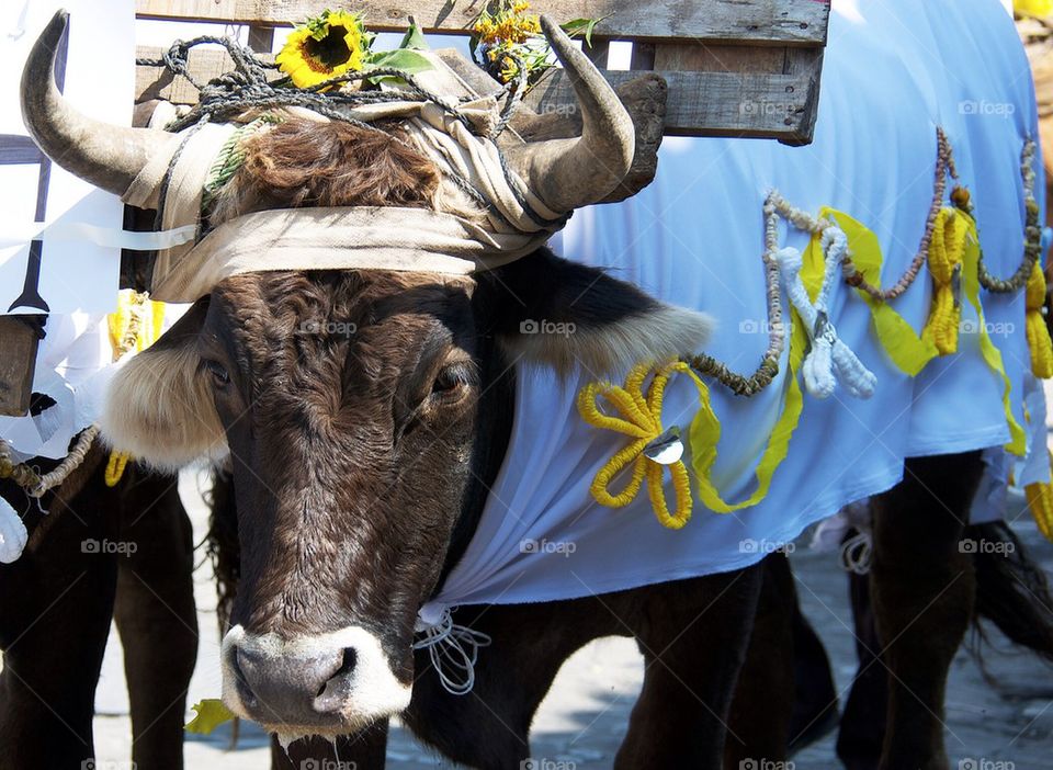 Dia de San Francisco