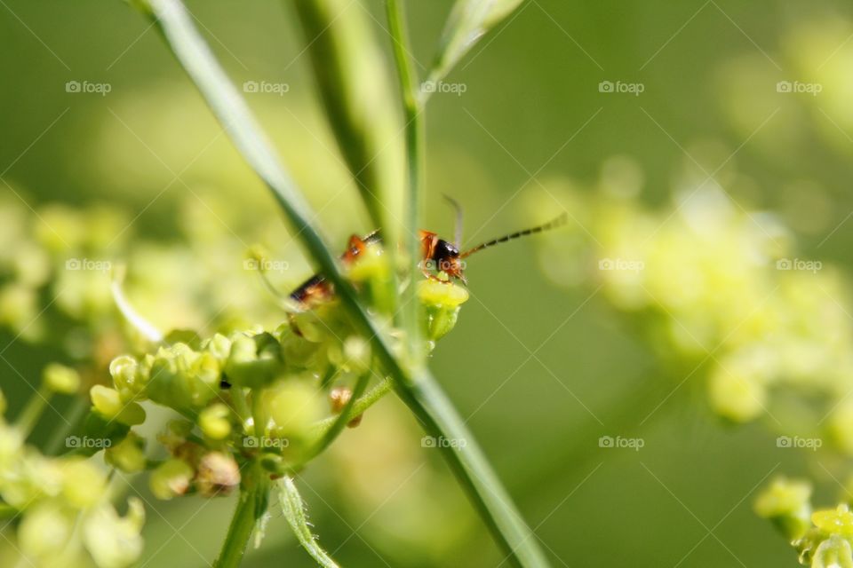 Beetle on plants