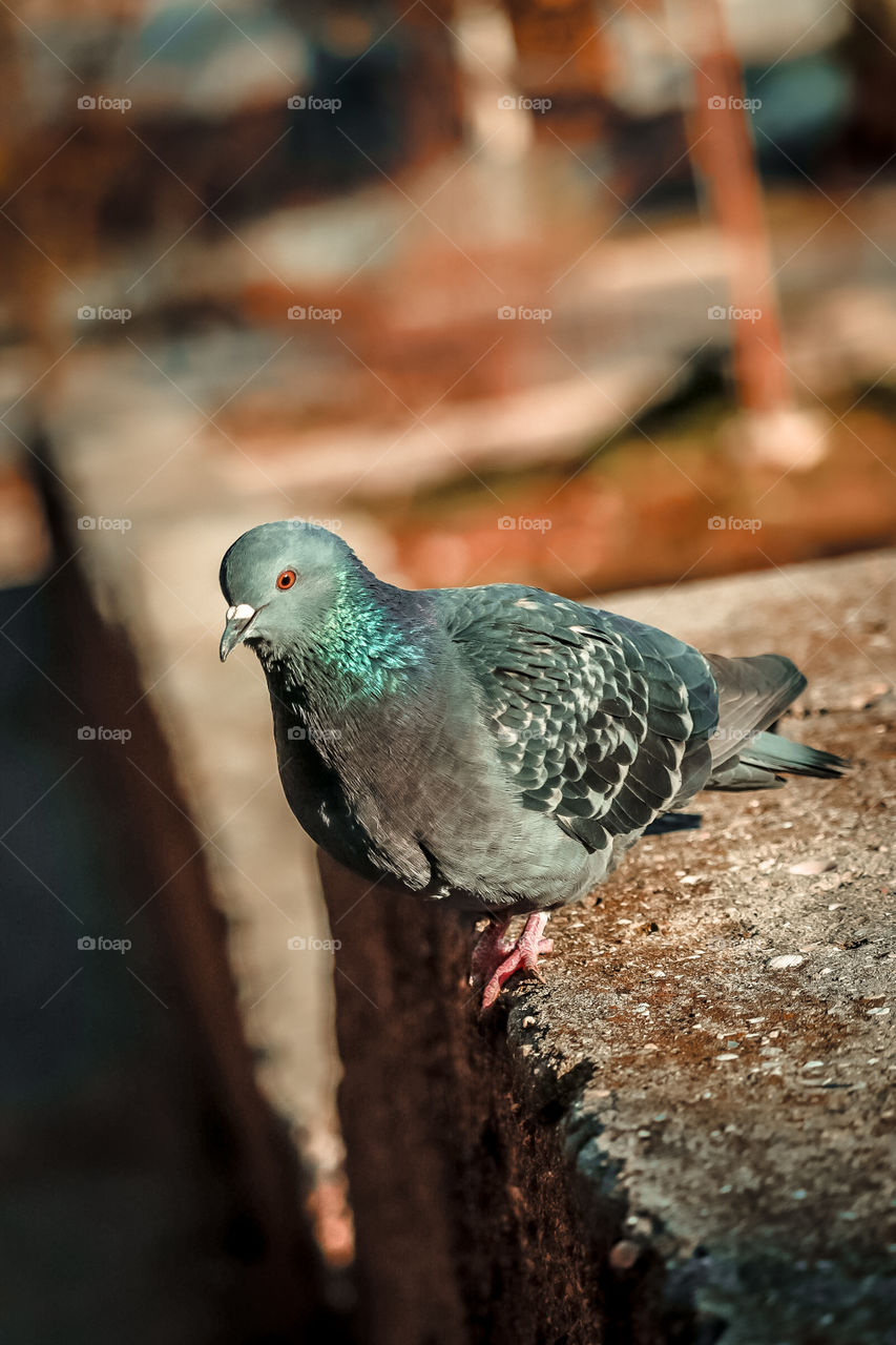 Pigeon sitting on the stairs