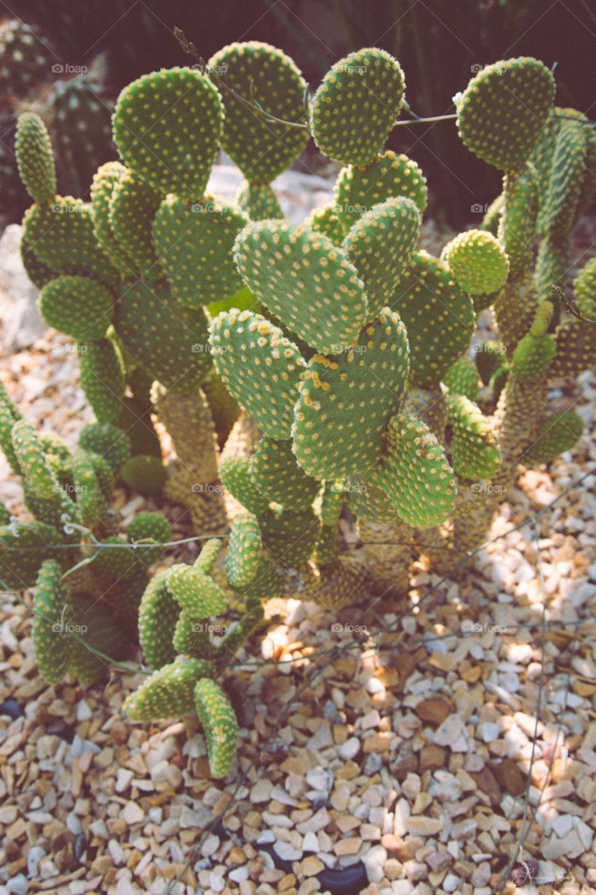 Cactus 