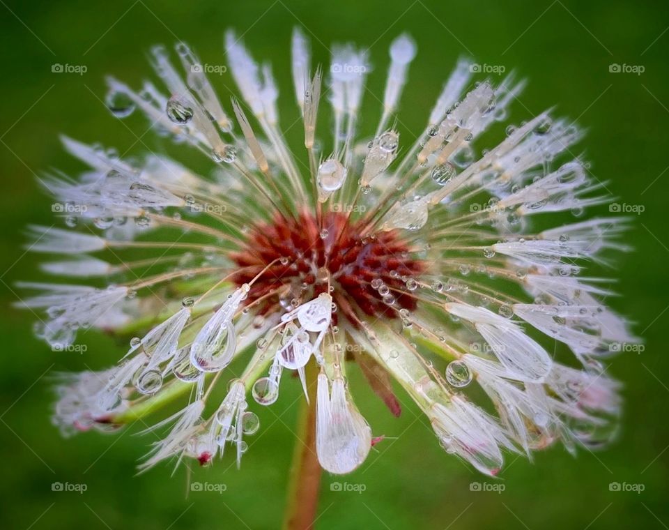 Dandelion rain drops 