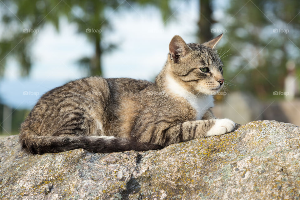 resting cat