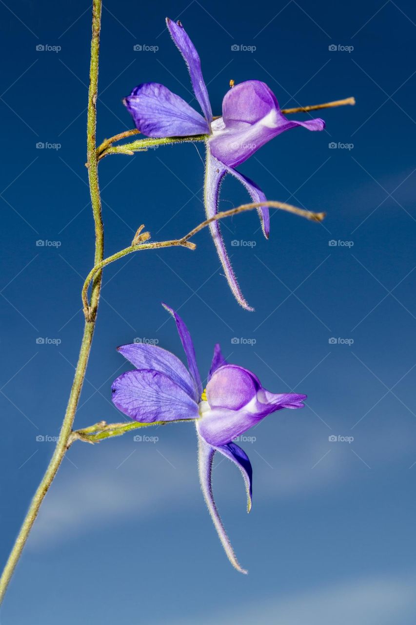 Field sokirs. Delphinium consolida.