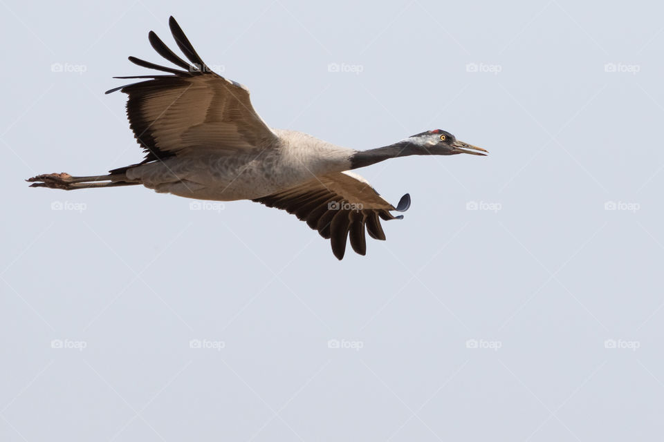 Closeup of one beautiful big crane bird in flight with large wingspan 