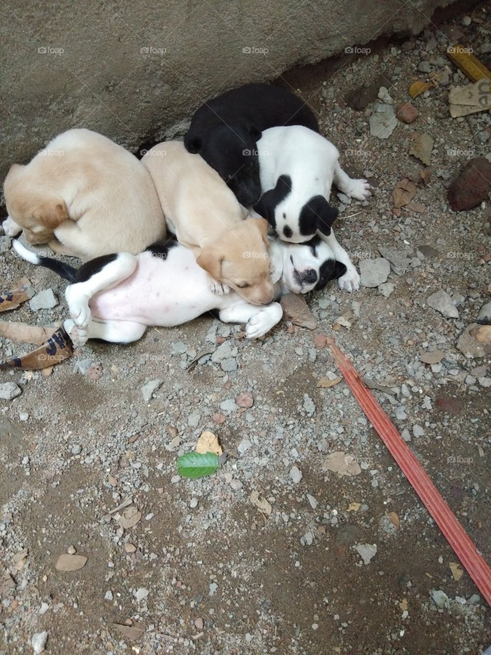 puppies
