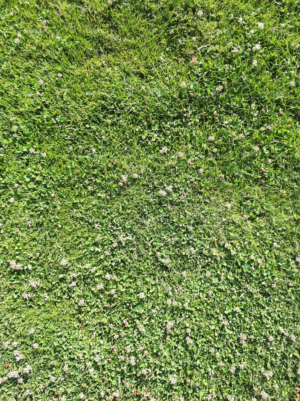 Green grass texture