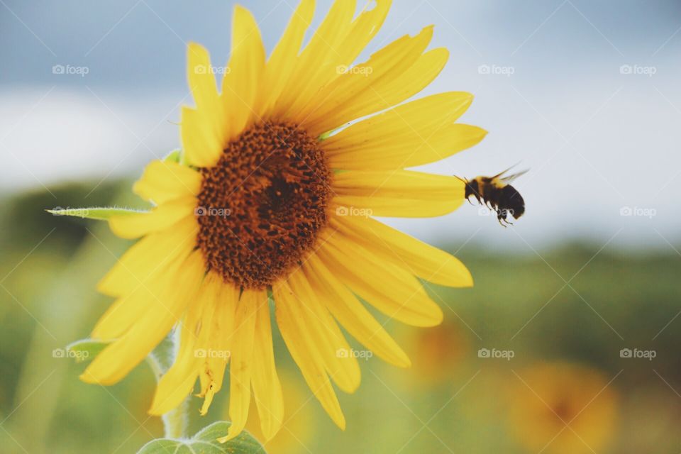 Bee