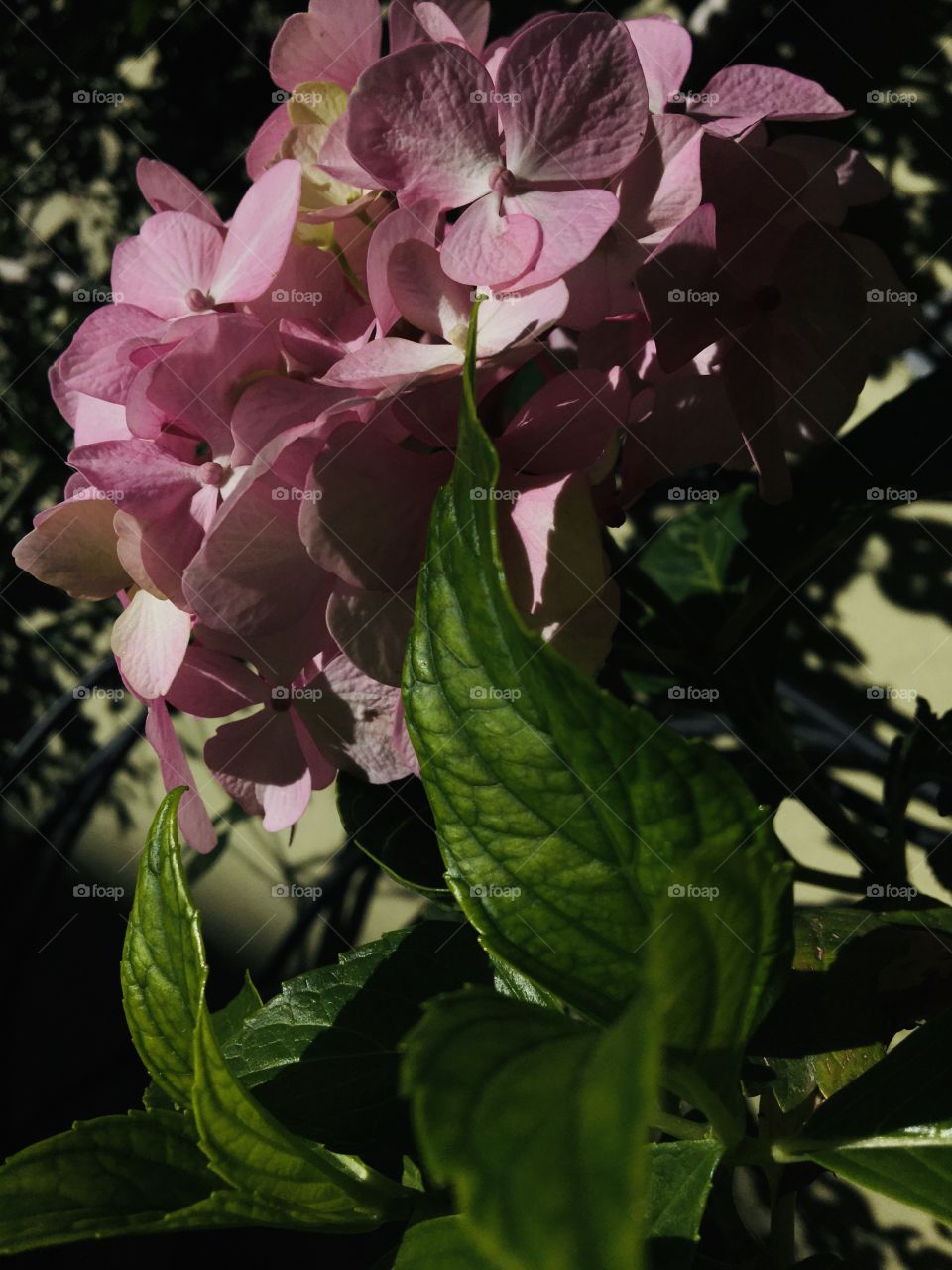 Flowers or sun is the best combo for taking a perfect click 🌸