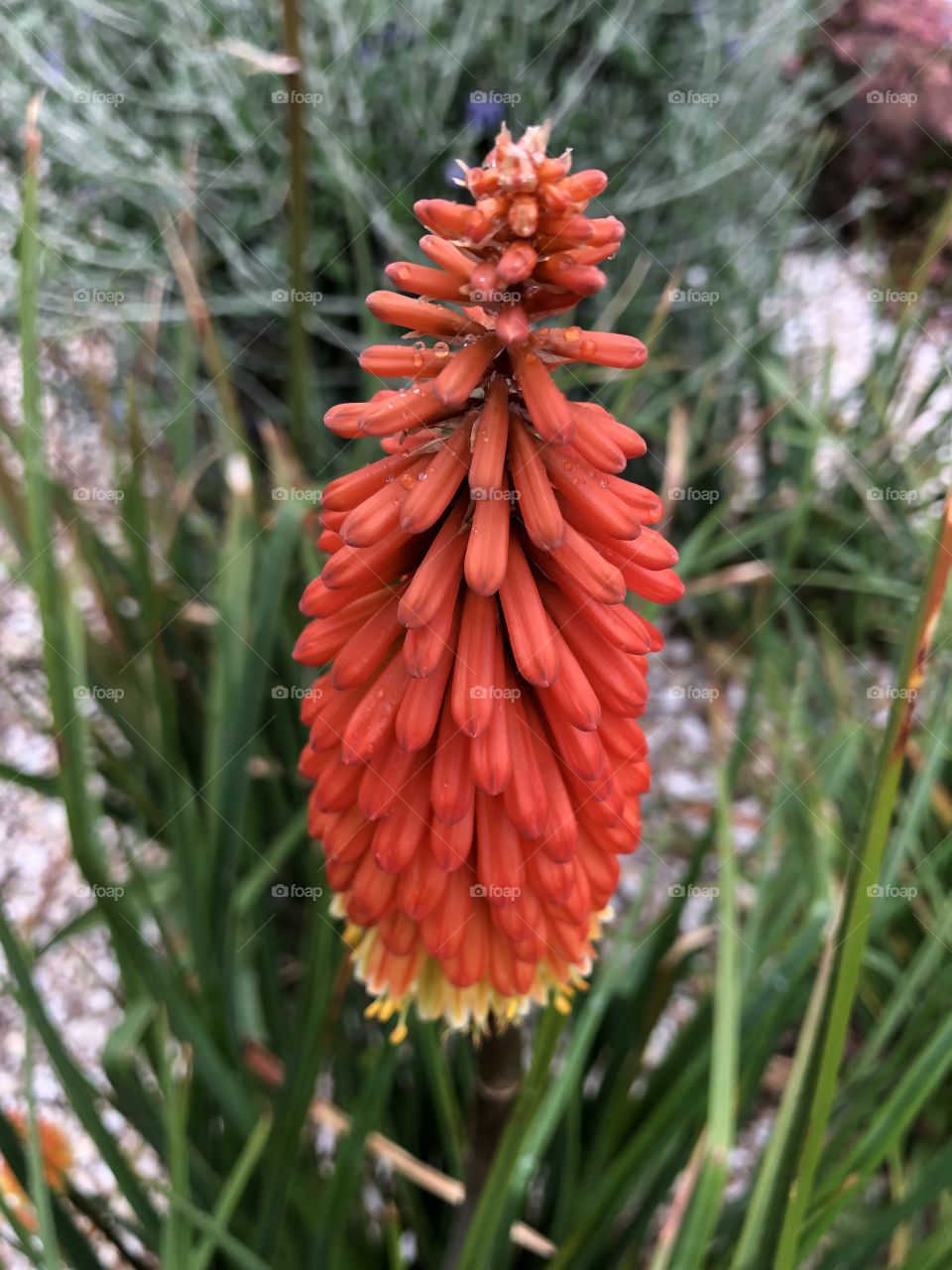 Red Hot Pokers found on. Coastal road in central Torquay in Devon