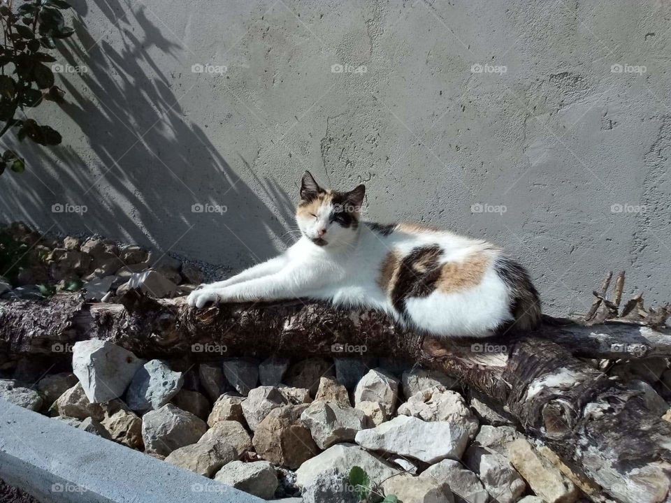 My favorite cat - Bozena and her after diner time