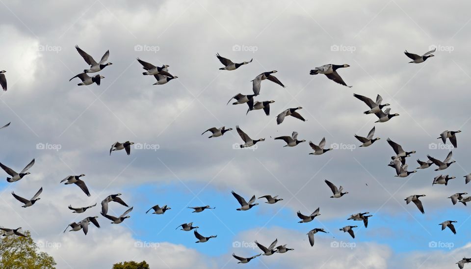 White-cheeked geese in flight