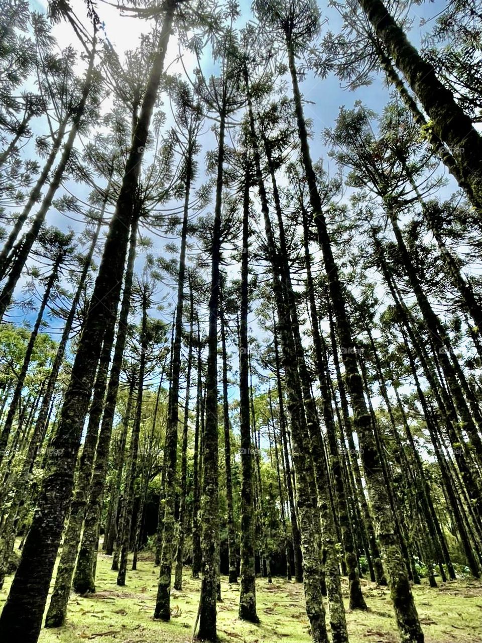 Looking from the bottom up, we see these amazing beautiful trees. Cheer the nature! / Olhando de baixo para cima, vemos essas árvores incríveis bonitas. Viva a Natureza!