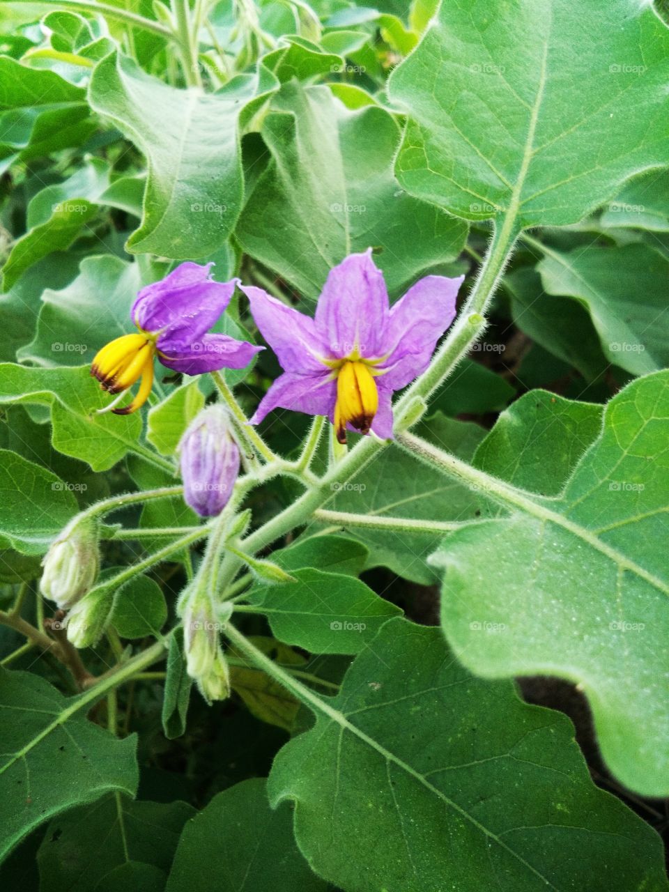the cuntakkay flower and beautiful flower and look at the Nature