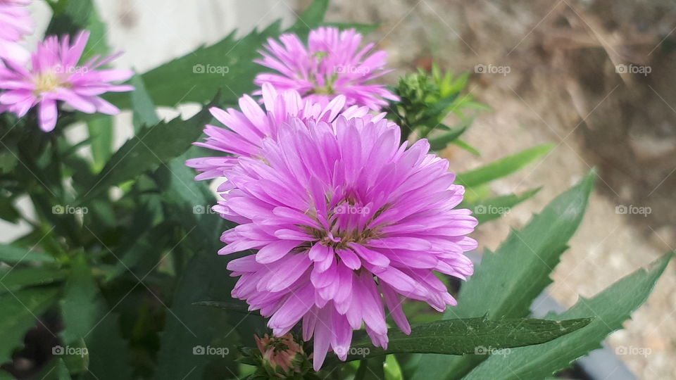 Blooming flower in the garden