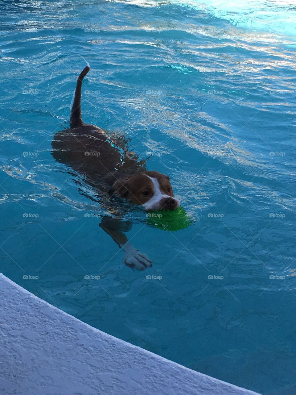 My adorable rescue pitbull dog swimming with his ball