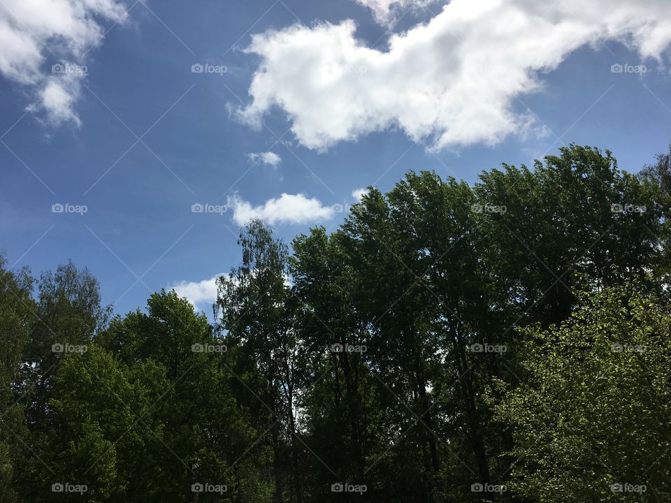 White fluffy clouds over a forest