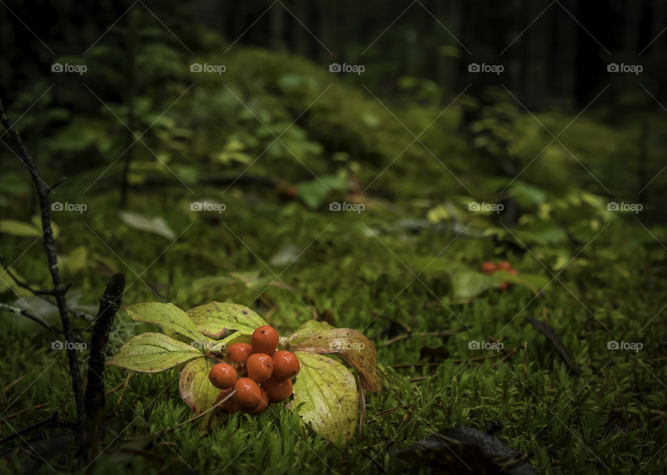 Red berries on green moss under the rain