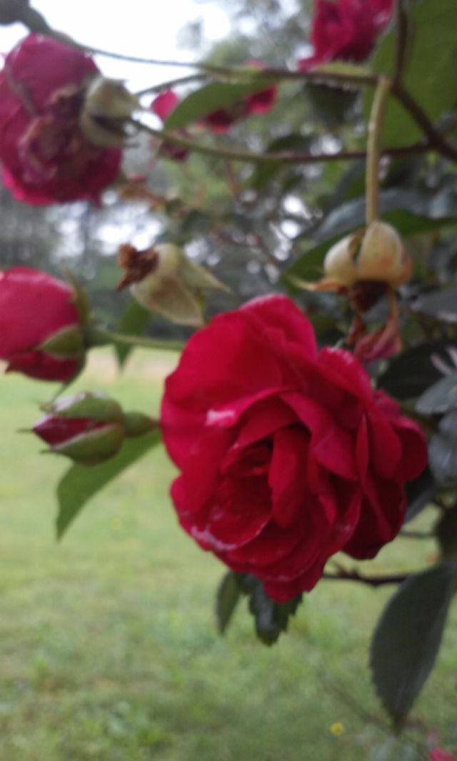 rose bush
